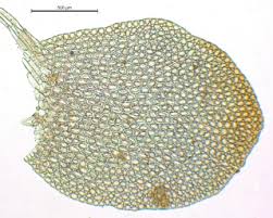 Attēlu rezultāti vaicājumam “Mylia anomala”