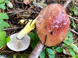 Attēlu rezultāti vaicājumam “Gomphidius roseus”