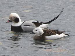 Attēlu rezultāti vaicājumam “Clangula hyemalis”