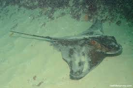 Image result for Myliobatis aquila