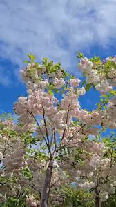 Attēlu rezultāti vaicājumam “Prunus (sakura)”