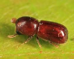 Attēlu rezultāti vaicājumam “Hylastes sp.”