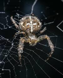 Attēlu rezultāti vaicājumam “Araneus diadematus”