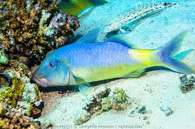 Image result for Parupeneus cyclostomus