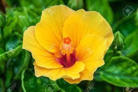 Attēlu rezultāti vaicājumam “Malvaceae”