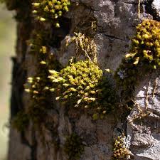 Attēlu rezultāti vaicājumam “Ulota crispa sporophyte”