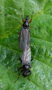 Attēlu rezultāti vaicājumam “Bibionidae female”