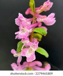 Attēlu rezultāti vaicājumam “Corydalis cava flower”