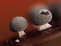 Attēlu rezultāti vaicājumam “Didymium squamulosum”