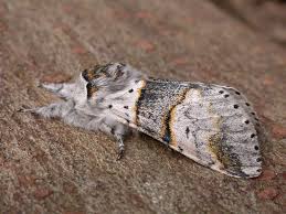 Attēlu rezultāti vaicājumam “Furcula bifida”