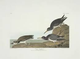 Attēlu rezultāti vaicājumam “Calidris maritima”