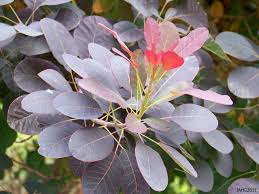 Attēlu rezultāti vaicājumam “Cotinus coggygria flower”