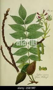 Attēlu rezultāti vaicājumam “Juglans cinerea flower”