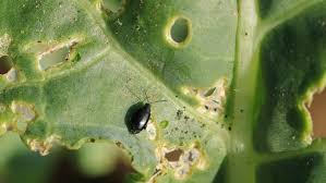 Attēlu rezultāti vaicājumam “Phyllotreta sp.”