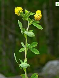 Attēlu rezultāti vaicājumam “Trifolium aureum leaf”