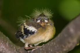 Attēlu rezultāti vaicājumam “Fringilla coelebs juvenile”