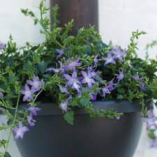 Image result for Campanula strigosa