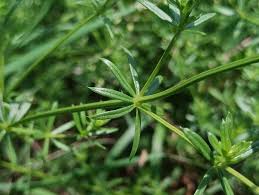 Attēlu rezultāti vaicājumam “Galium album”