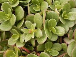 Attēlu rezultāti vaicājumam “Portulaca oleracea”