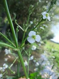 Attēlu rezultāti vaicājumam “Alisma plantago-aquatica flower”
