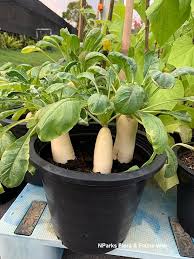 Image result for Raphanus sativus ssp. Oleiformes