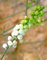 Attēlu rezultāti vaicājumam “Diderma ochraceum sessile”