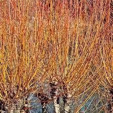 Attēlu rezultāti vaicājumam “Salix alba var. vitellina”