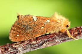 Attēlu rezultāti vaicājumam “Phymatopus hecta”