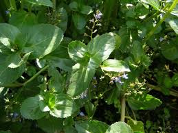 Attēlu rezultāti vaicājumam “Veronica beccabunga bud”