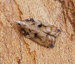 Attēlu rezultāti vaicājumam “Acleris cristana”