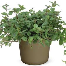 Image result for Menta x piperita