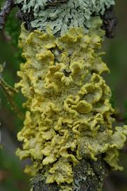 Attēlu rezultāti vaicājumam “Cetraria sepincola”