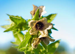 Image result for bilsenkraut