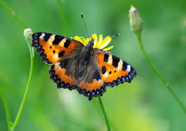 Image result for Small Tortoiseshell
