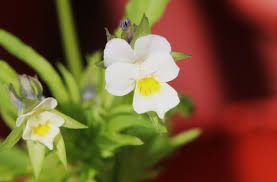 Attēlu rezultāti vaicājumam “Viola arvensis bud”