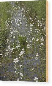 Attēlu rezultāti vaicājumam “Hottonia palustris flower”