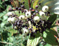 Attēlu rezultāti vaicājumam “Cornus sericea fruit”