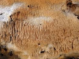 Attēlu rezultāti vaicājumam “Oxyporus corticola”