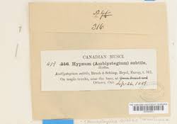 Attēlu rezultāti vaicājumam “Serpoleskea subtilis”