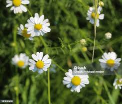 Attēlu rezultāti vaicājumam “Tripleurospermum inodorum”