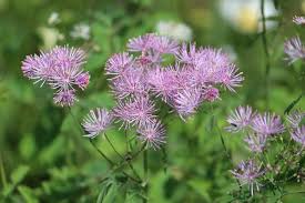 Attēlu rezultāti vaicājumam “Thalictrum aquilegifolium”