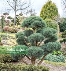 Attēlu rezultāti vaicājumam “Pinus sylvestris”