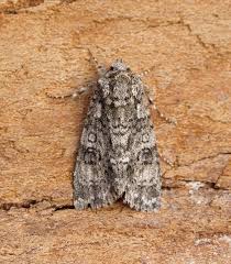 Attēlu rezultāti vaicājumam “Acronicta rumicis”