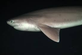 Image result for Hexanchus griseus