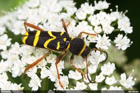 Attēlu rezultāti vaicājumam “Clytus arietis”