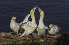 Image result for Morus bassanus