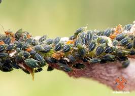 Attēlu rezultāti vaicājumam “Aphis farinosa”