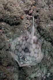 Image result for Hypanus longus