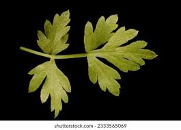 Attēlu rezultāti vaicājumam “Peucedanum oreoselinum leaf”