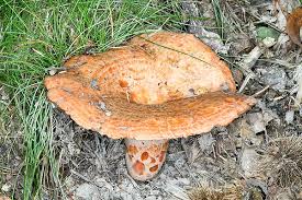 Attēlu rezultāti vaicājumam “Lactarius deliciosus”